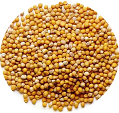 זרעי חרדל - איך לתבל עם