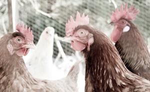 עוף בענפי אורן